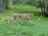 Bieg dookola zoo 2010_gizynski-gepard