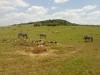 zebry-kenia-2011-gizynski